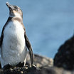 Galapagos Penguin